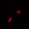 Peroxisomal Biogenesis Factor 11 Beta antibody, LS-C353092, Lifespan Biosciences, Immunofluorescence image 