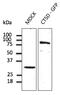 Cathepsin D antibody, AB0043-500, Origene, Western Blot image 