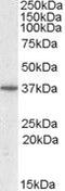 Protein Phosphatase 2 Phosphatase Activator antibody, PA5-19136, Invitrogen Antibodies, Western Blot image 