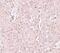 Solute Carrier Family 39 Member 13 antibody, PA5-21076, Invitrogen Antibodies, Immunohistochemistry frozen image 