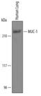 Mucin 1, Cell Surface Associated antibody, AF6298, R&D Systems, Western Blot image 