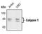 Calpain 1 antibody, PA5-17547, Invitrogen Antibodies, Western Blot image 