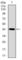 Dynein Axonemal Light Chain 4 antibody, abx015838, Abbexa, Western Blot image 
