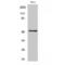 Complement C5a Receptor 1 antibody, LS-C382574, Lifespan Biosciences, Western Blot image 