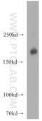 ERBB2 antibody, 51105-1-AP, Proteintech Group, Western Blot image 