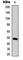 Transmembrane Serine Protease 3 antibody, abx121780, Abbexa, Western Blot image 