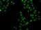 SRY-Box 5 antibody, GTX33514, GeneTex, Immunofluorescence image 