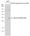 Zika Virus antibody, GTX133311, GeneTex, Western Blot image 