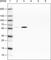 Golgi Reassembly Stacking Protein 2 antibody, AMAb91016, Atlas Antibodies, Western Blot image 