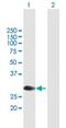 MYCL Proto-Oncogene, BHLH Transcription Factor antibody, H00004610-B01P, Novus Biologicals, Western Blot image 