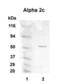 Adrenoceptor Alpha 2C antibody, PA1-46149, Invitrogen Antibodies, Western Blot image 