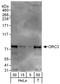 Origin Recognition Complex Subunit 3 antibody, NBP1-46177, Novus Biologicals, Western Blot image 