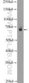 TEA Domain Transcription Factor 2 antibody, 21159-1-AP, Proteintech Group, Western Blot image 
