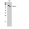 Protein Kinase C Alpha antibody, LS-C385536, Lifespan Biosciences, Western Blot image 