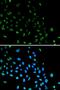 CD1a Molecule antibody, orb178527, Biorbyt, Immunofluorescence image 
