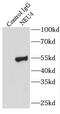 Neuraminidase 4 antibody, FNab05668, FineTest, Immunoprecipitation image 