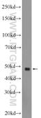 G Protein-Coupled Receptor 22 antibody, 19951-1-AP, Proteintech Group, Western Blot image 