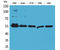 Fascin Actin-Bundling Protein 1 antibody, STJ96577, St John