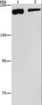 Clathrin Heavy Chain antibody, LS-B15424, Lifespan Biosciences, Western Blot image 