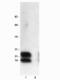 Phospholamban antibody, NB600-1186, Novus Biologicals, Western Blot image 