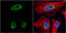 Histone Deacetylase 3 antibody, GTX113303, GeneTex, Immunocytochemistry image 