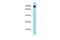 Myosin light chain kinase, smooth muscle antibody, PA5-46298, Invitrogen Antibodies, Western Blot image 