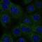 Isocitrate Dehydrogenase (NADP(+)) 1, Cytosolic antibody, NBP2-52882, Novus Biologicals, Immunocytochemistry image 