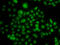 Atonal BHLH Transcription Factor 7 antibody, 22-826, ProSci, Immunofluorescence image 