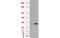 Pim-2 Proto-Oncogene, Serine/Threonine Kinase antibody, MBS838220, MyBioSource, Western Blot image 