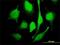  antibody, H00064844-M01, Novus Biologicals, Immunocytochemistry image 