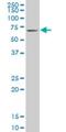 Kruppel Like Factor 11 antibody, H00008462-M03, Novus Biologicals, Western Blot image 