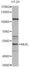 Mixed lineage kinase domain-like protein antibody, LS-C748499, Lifespan Biosciences, Western Blot image 