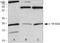 Ubiquitin Conjugating Enzyme E2 I antibody, 38-3000, Invitrogen Antibodies, Western Blot image 