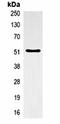 alpha-Tubulin antibody, orb323092, Biorbyt, Immunoprecipitation image 