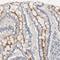 IBAT antibody, HPA004795, Atlas Antibodies, Immunohistochemistry frozen image 