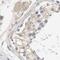 Glycogen Phosphorylase L antibody, PA5-52054, Invitrogen Antibodies, Immunohistochemistry frozen image 