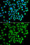 cAMP-dependent protein kinase catalytic subunit gamma antibody, 23-124, ProSci, Immunofluorescence image 