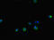 Toll Like Receptor 1 antibody, LS-C679816, Lifespan Biosciences, Immunofluorescence image 