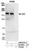 Zinc Finger Protein 423 antibody, A304-017A, Bethyl Labs, Immunoprecipitation image 