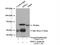 Peptidylprolyl Isomerase Like 2 antibody, 12590-2-AP, Proteintech Group, Immunoprecipitation image 