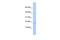 Rieske Fe-S Domain Containing antibody, GTX45239, GeneTex, Western Blot image 