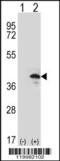 ZW10 Interacting Kinetochore Protein antibody, 62-403, ProSci, Western Blot image 
