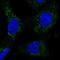 NADH:Ubiquinone Oxidoreductase Subunit A13 antibody, PA5-59482, Invitrogen Antibodies, Immunofluorescence image 