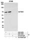 p65 antibody, A303-945A, Bethyl Labs, Immunoprecipitation image 