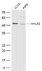 HERV-H LTR-Associating 2 antibody, GTX51981, GeneTex, Western Blot image 