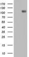 Interferon Induced With Helicase C Domain 1 antibody, TA803668S, Origene, Western Blot image 