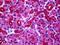 Presenilin Associated Rhomboid Like antibody, orb94384, Biorbyt, Immunohistochemistry paraffin image 