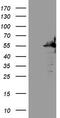 SAM Domain, SH3 Domain And Nuclear Localization Signals 1 antibody, TA808900, Origene, Western Blot image 