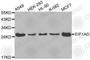 Eukaryotic Translation Initiation Factor 1A Domain Containing antibody, A3524, ABclonal Technology, Western Blot image 