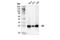 Ribosomal Protein S6 antibody, 14467S, Cell Signaling Technology, Western Blot image 